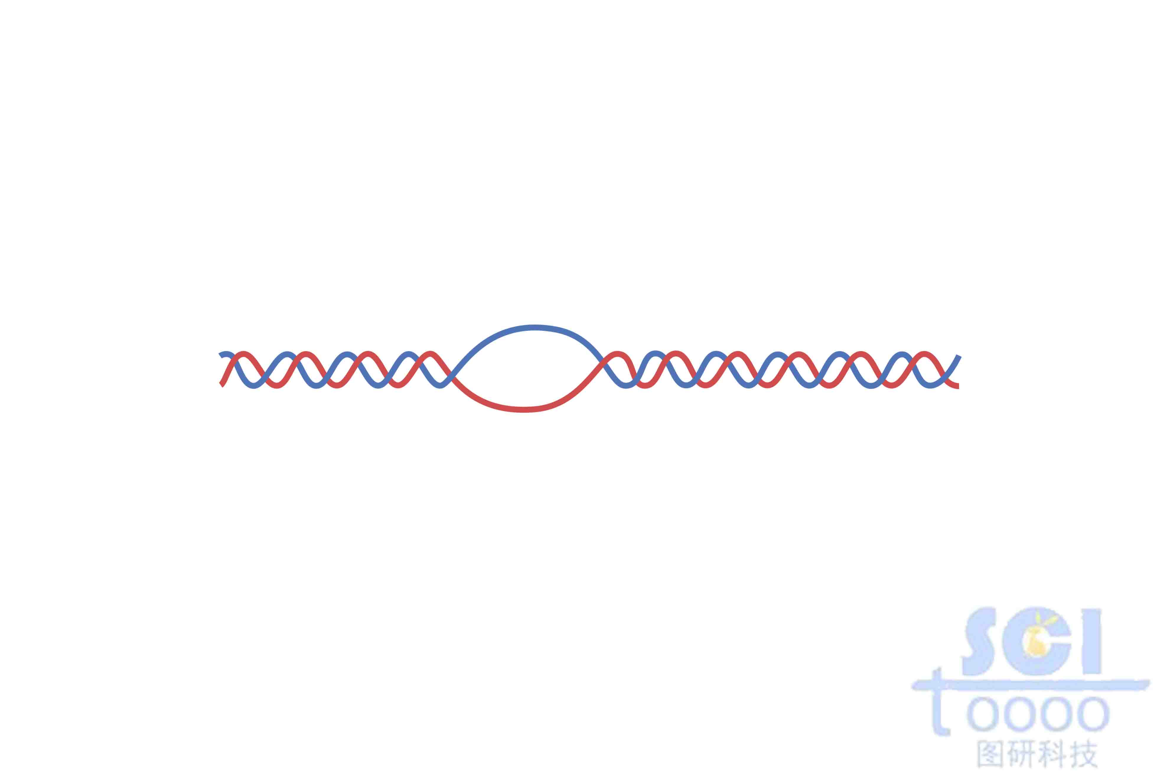 雙鏈DNA（帶R環）