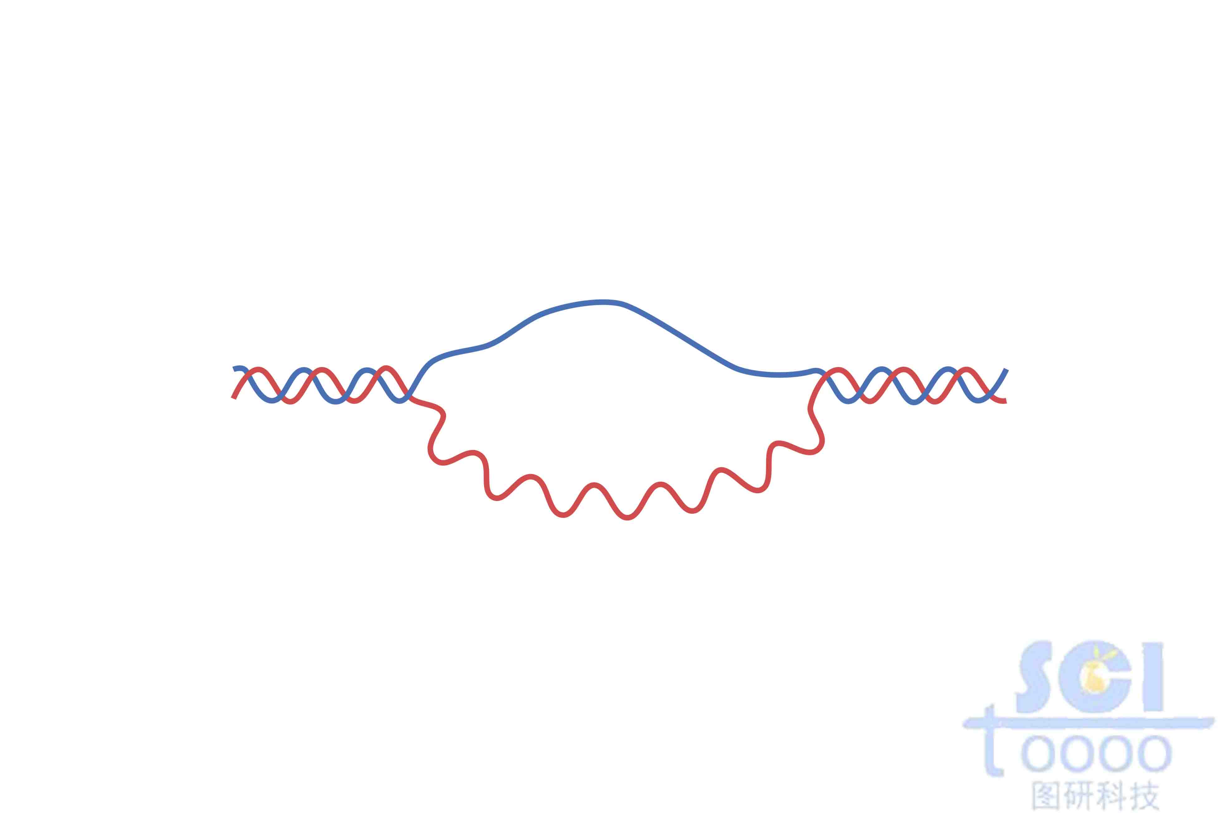 雙鏈DNA（帶R環）