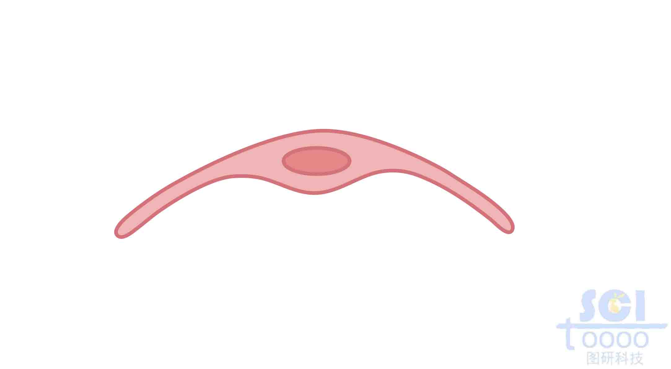 內(nèi)皮細(xì)胞