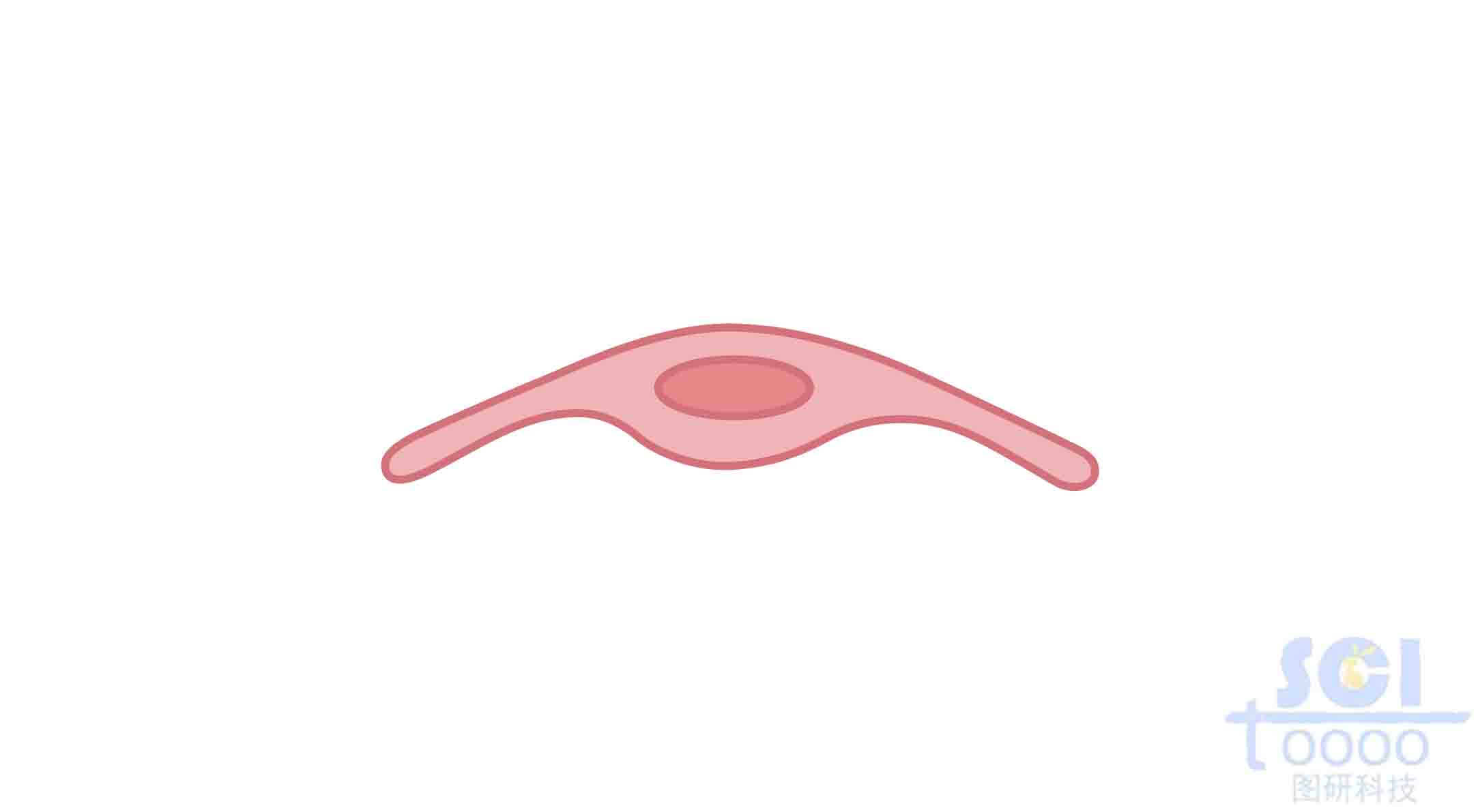 內(nèi)皮細(xì)胞