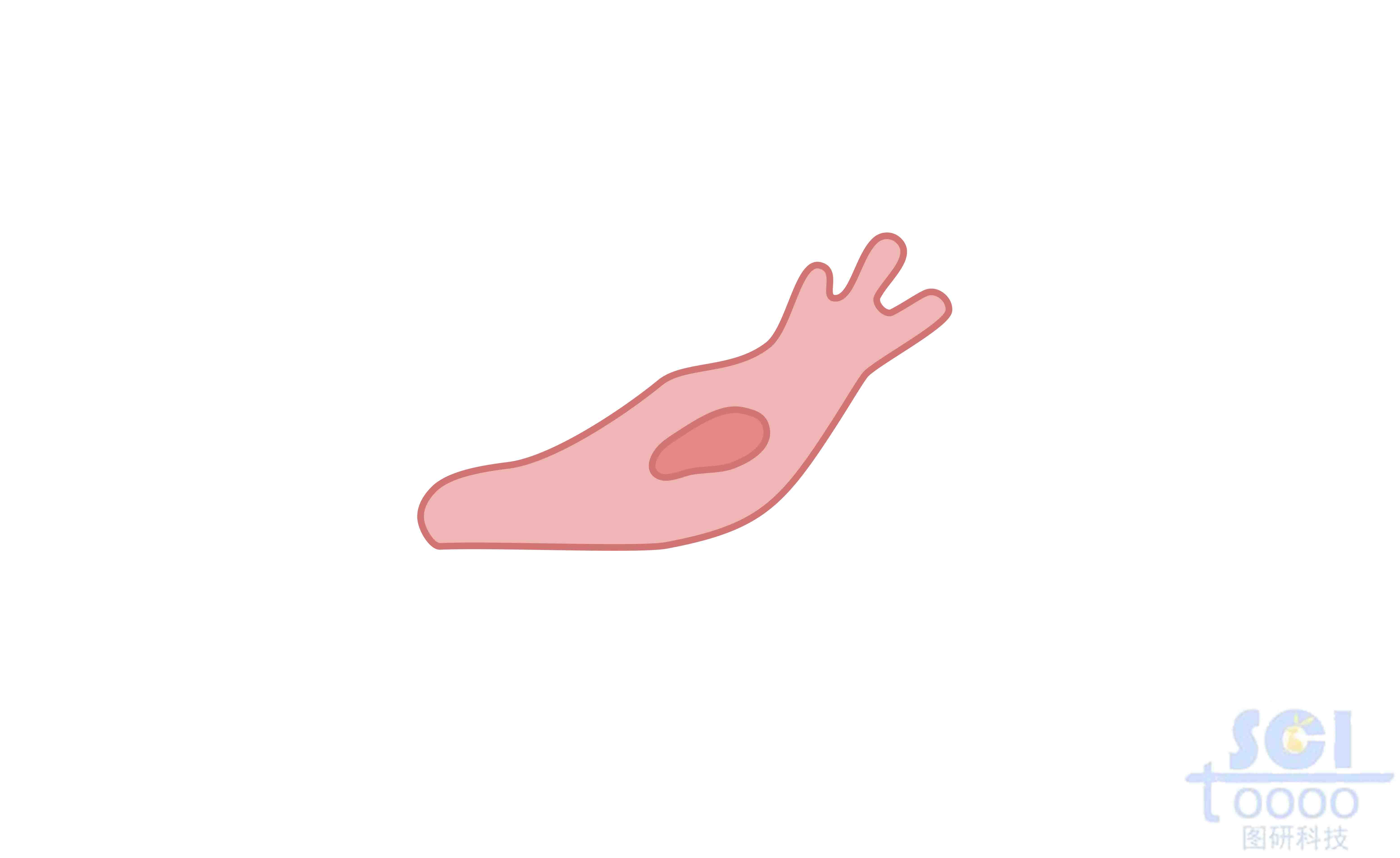 遷移中的內皮細胞