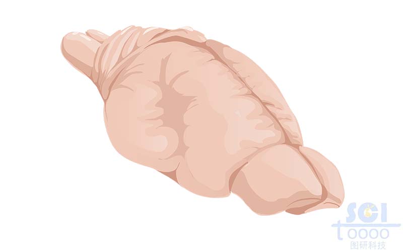 有認知損傷的鼠腦