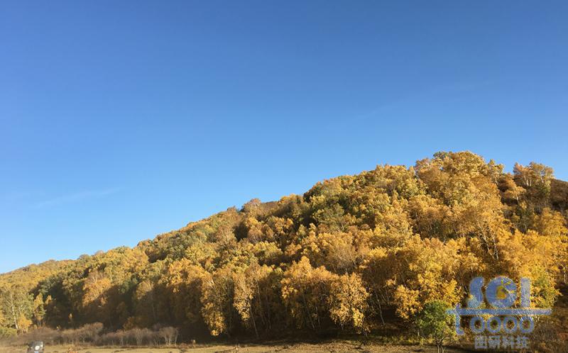 樹木素材