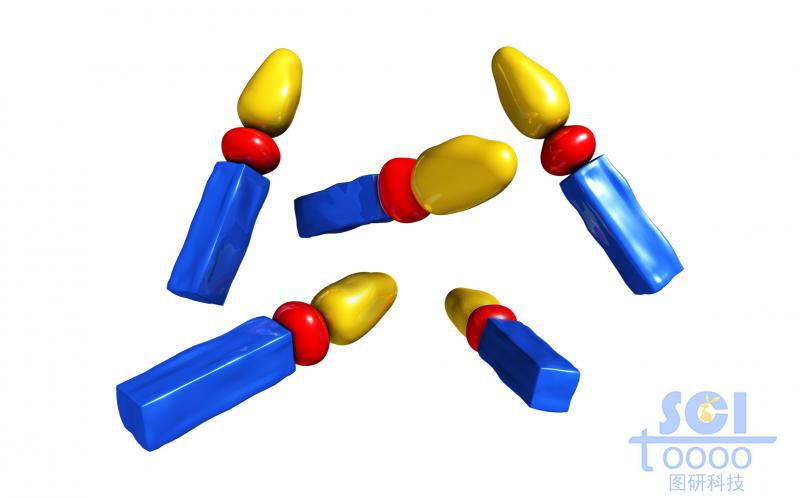 分子模式圖