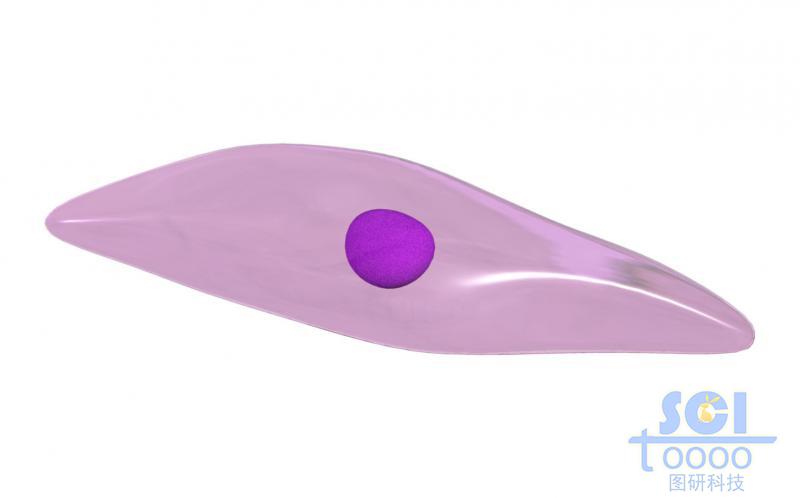 帶細胞核的細胞單體