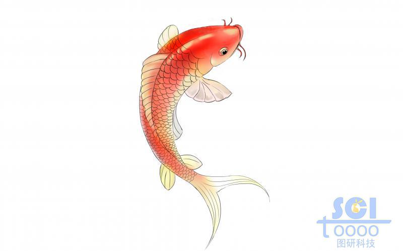 紅色鯉魚