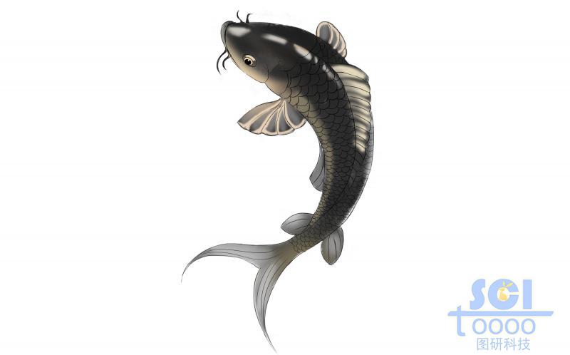 黑色鯉魚
