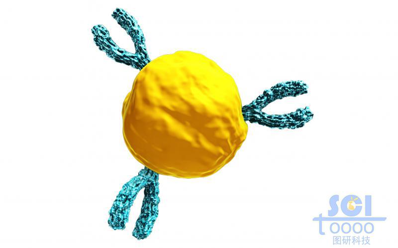 表面上偶聯抗體的血小板