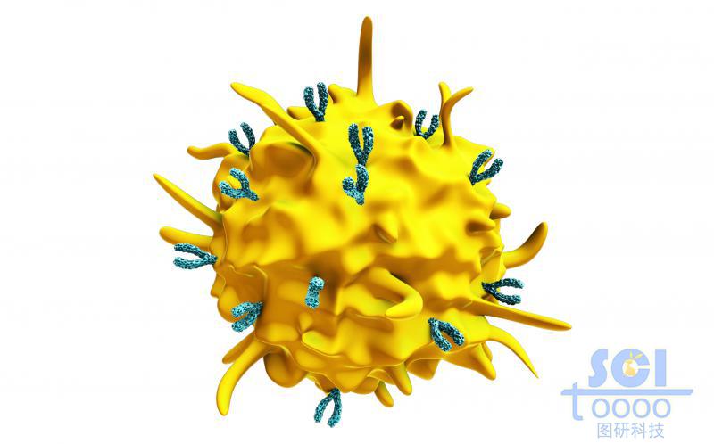 表面偶聯抗體的活化的血小板