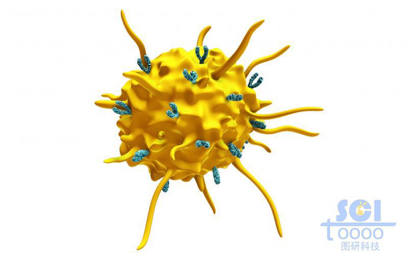 表面偶聯抗體的活化的血小板