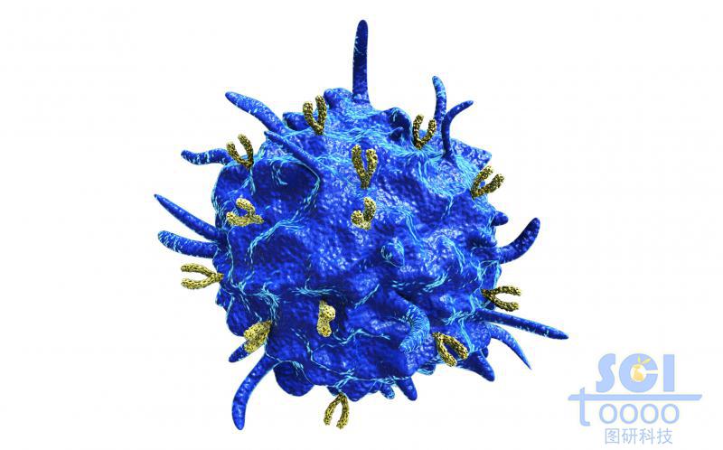 表面偶聯抗體的活化的血小板