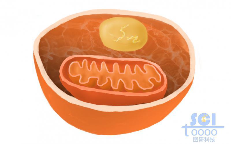 細胞與線粒體結構