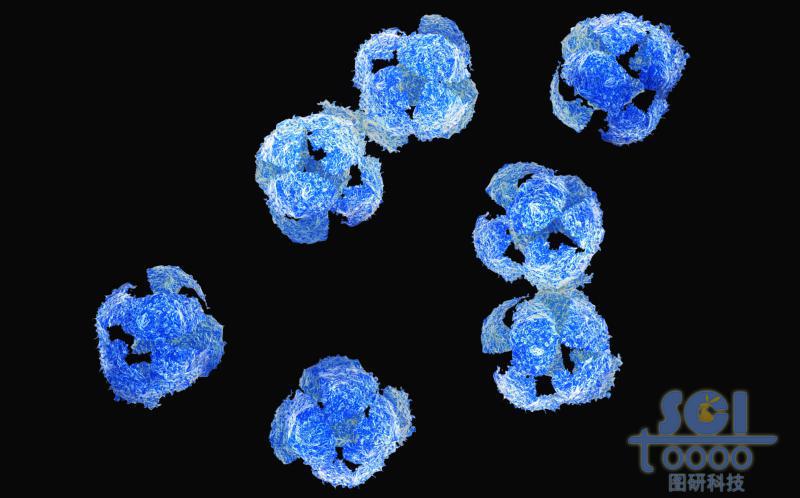 表面凹凸不平的破裂巨噬細胞簇