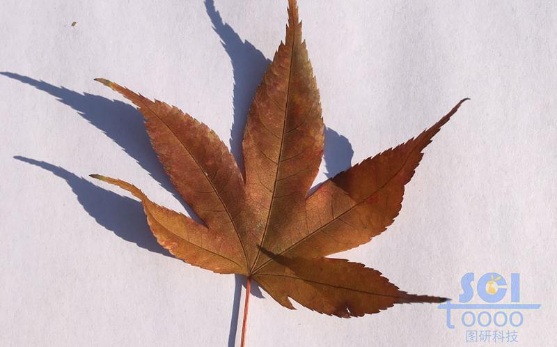樹葉素材