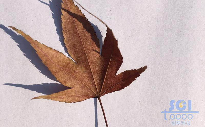 樹葉素材