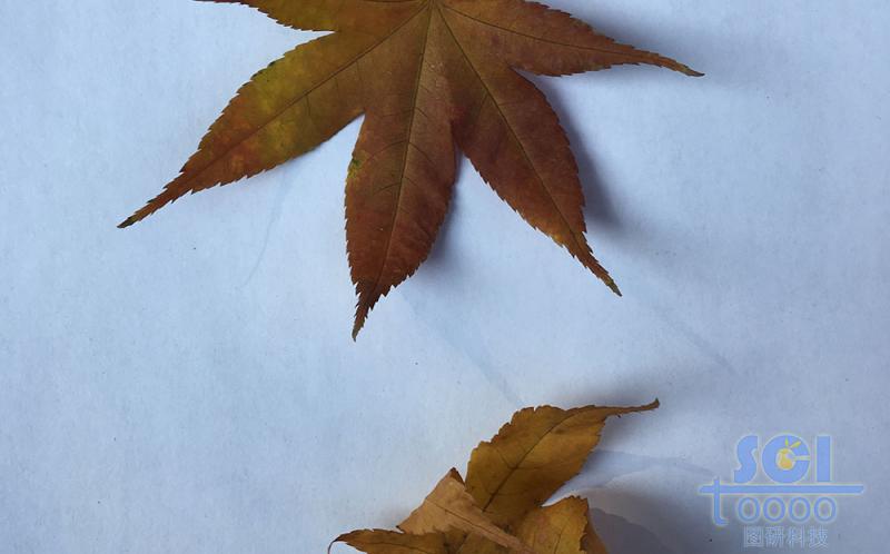 樹葉素材