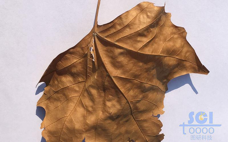 樹葉素材