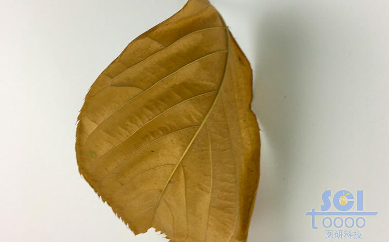 樹葉素材