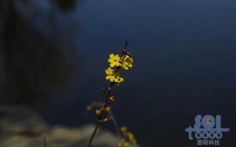 花素材