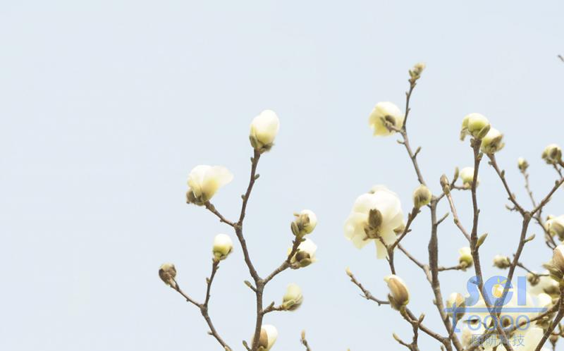 花素材