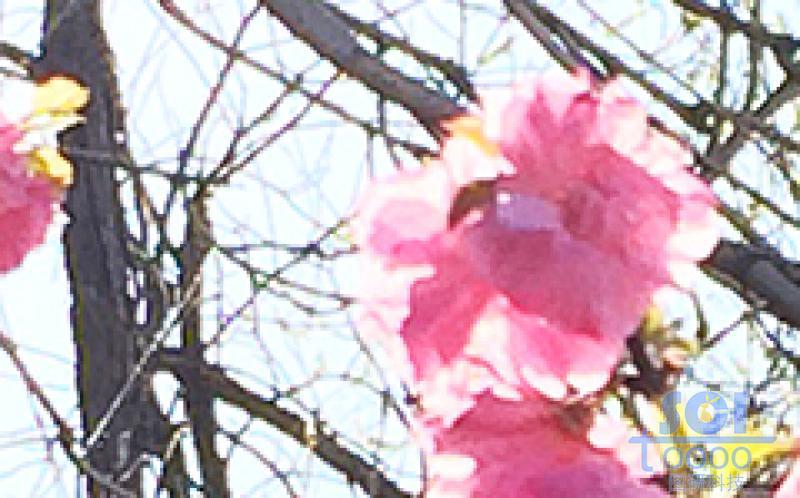 花素材