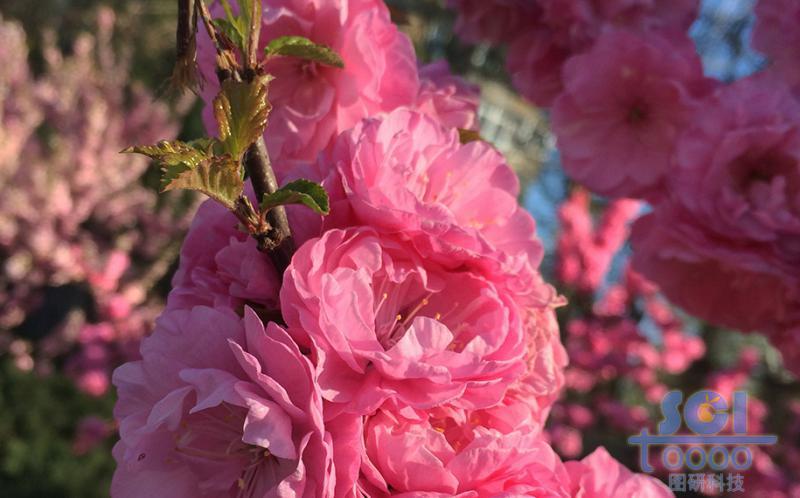花素材