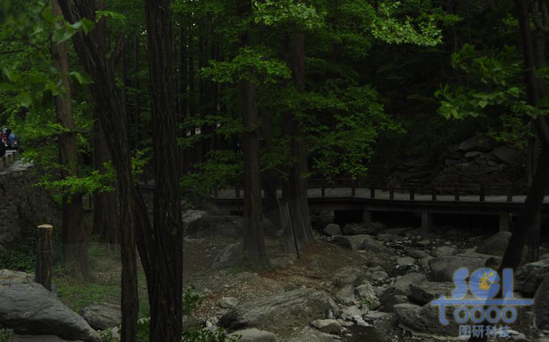 樹素材