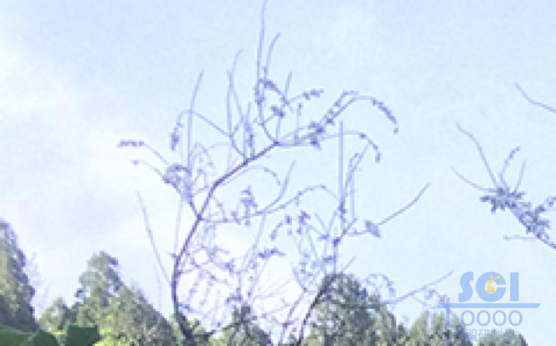 樹素材