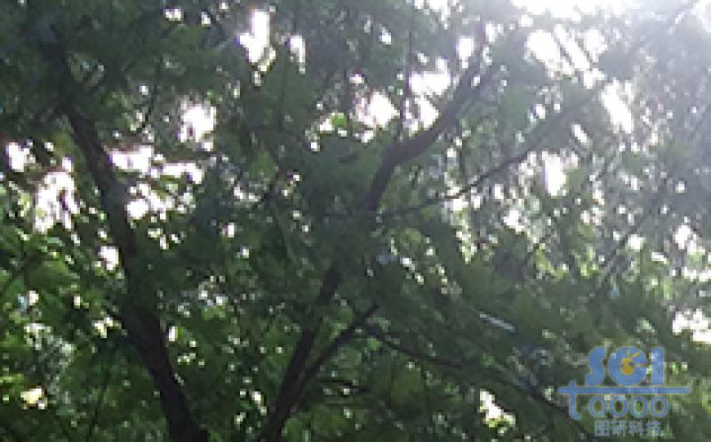 樹(shù)素材