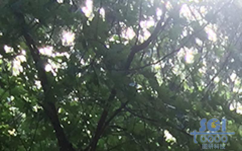 樹(shù)素材