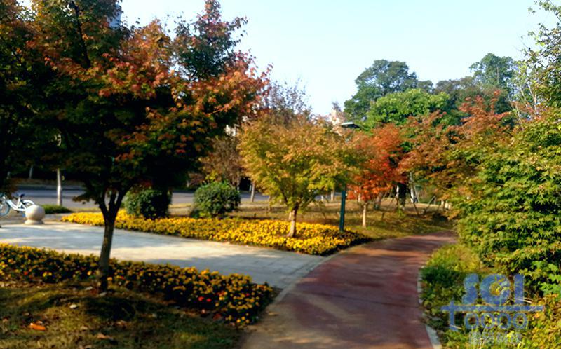 樹(shù)素材
