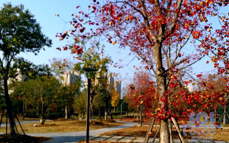 樹(shù)素材