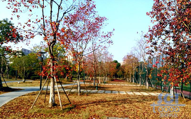 樹(shù)素材