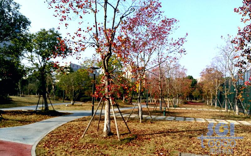樹(shù)素材