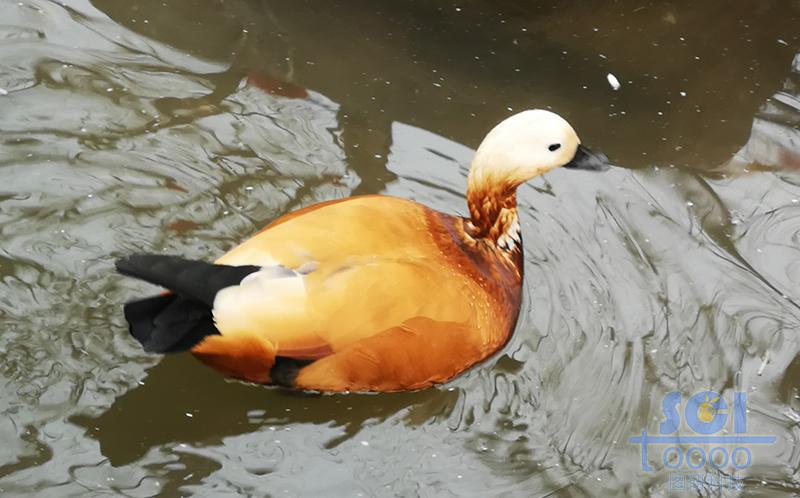 動物素材